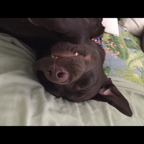 Meet your Posher, Dawn - Picture 3 of 4